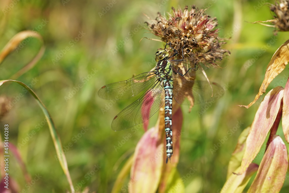 dragonfly on a plant stem. summer