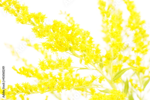 goldenrod flower on white background