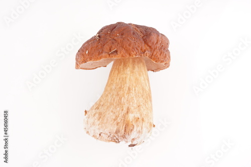 beautiful mushrooms on a white background