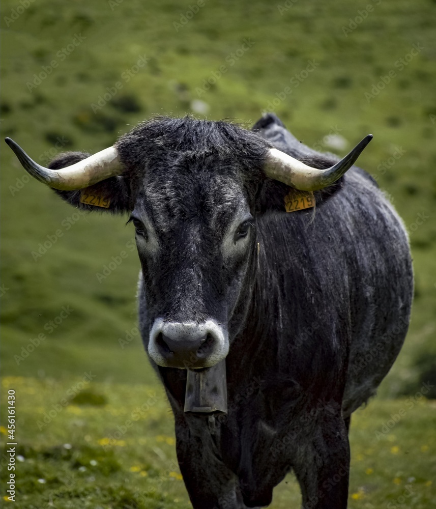 Demon cow Demon cow