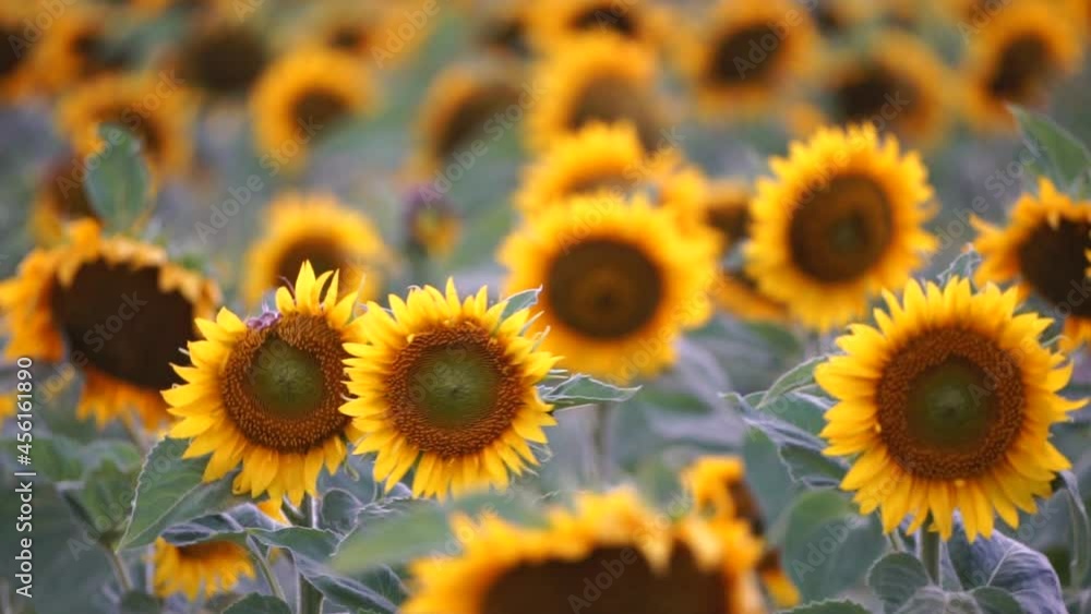Sunflower swaying in the wind. Summer landscape with big farm field with sunflowers. Beautiful sunflowers field during sunset. Agriculture field with blooming sunflowers and sunlight. Slow motion Sunflower swaying in the wind. Summer landscape with big farm field with sunflowers. Beautiful sunflowers field during sunset. Agriculture field with blooming sunflowers and sunlight. Slow motion