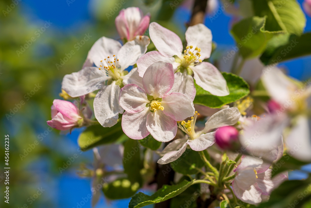 Sprig of white flowers blooms on a pear tree against a blue sky Sprig of white flowers blooms on a pear tree against a blue sky