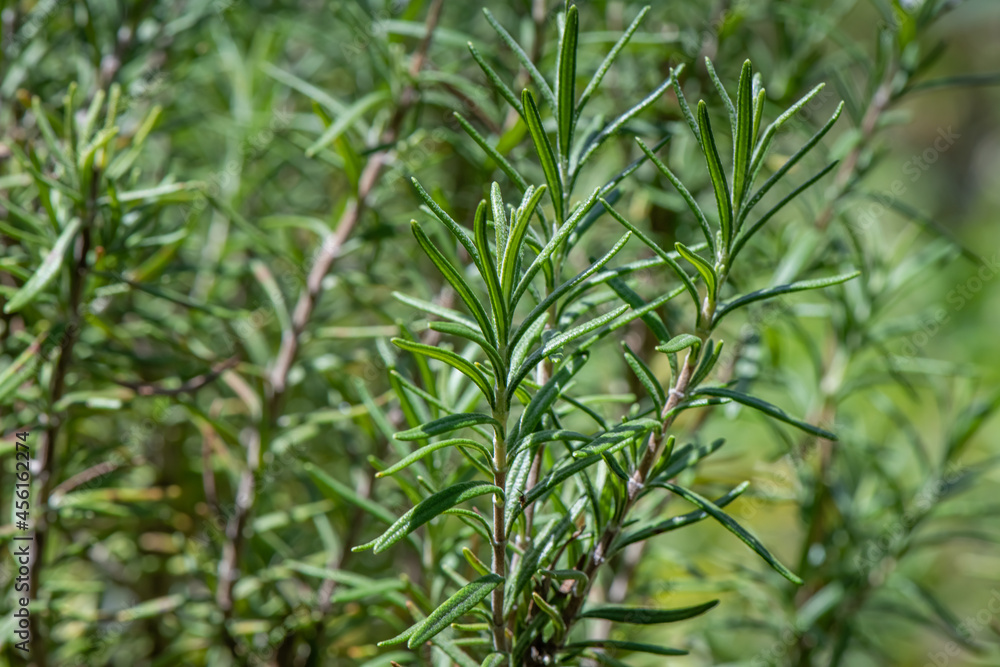 Fototapeta premium rosemary field Salvia rosmarinus