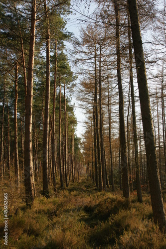 autumn season in Dolby forest, North York Moors National Park, Autumn leaf colour is a phenomenon that changes the colour of the leaf from green to Beautiful shades of yellow, orange, red & purple