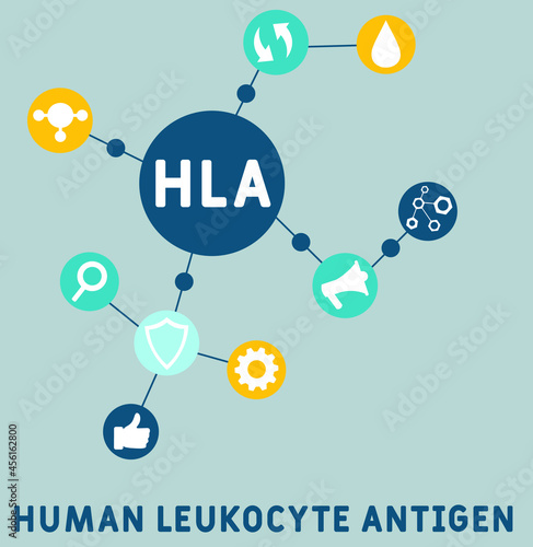 HLA - Human Leukocyte Antigen acronym. medical concept background.  vector illustration concept with keywords and icons. lettering illustration with icons for web banner, flyer, landing 