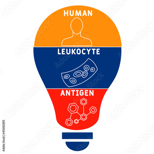 HLA - Human Leukocyte Antigen acronym. medical concept background.  vector illustration concept with keywords and icons. lettering illustration with icons for web banner, flyer, landing 