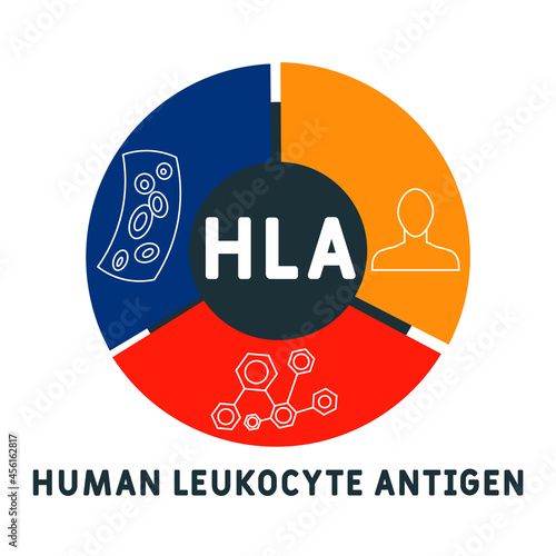 HLA - Human Leukocyte Antigen acronym. medical concept background.  vector illustration concept with keywords and icons. lettering illustration with icons for web banner, flyer, landing 