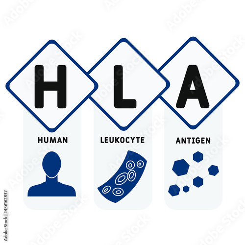 HLA - Human Leukocyte Antigen acronym. medical concept background.  vector illustration concept with keywords and icons. lettering illustration with icons for web banner, flyer, landing 