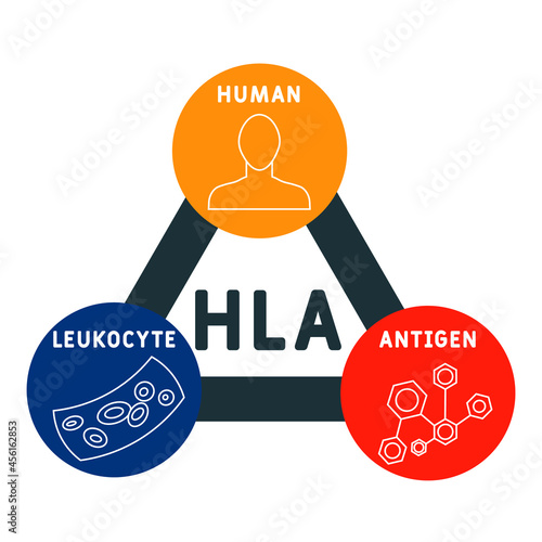 HLA - Human Leukocyte Antigen acronym. medical concept background.  vector illustration concept with keywords and icons. lettering illustration with icons for web banner, flyer, landing 