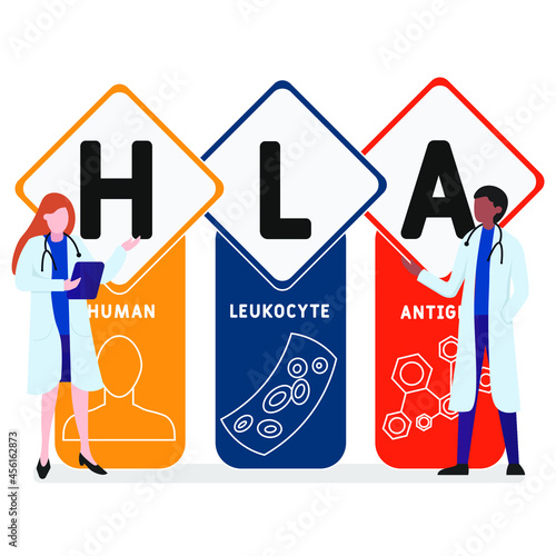 Flat design with people. HLA - Human Leukocyte Antigen acronym. medical concept background. Vector illustration for website banner, marketing materials, business presentation, online advertising