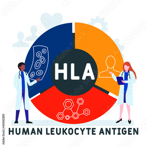 Flat design with people. HLA - Human Leukocyte Antigen acronym. medical concept background. Vector illustration for website banner, marketing materials, business presentation, online advertising