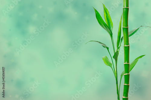 Fototapeta Naklejka Na Ścianę i Meble -  Green bamboo stem and leaves on pastel background. Banner with copy space