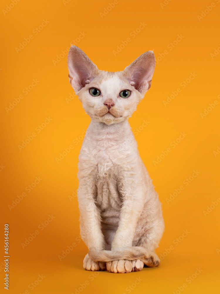 Tonkinese Devon Rex cat kitten, sitting facing front wit tail wrapped around front paws. Looking towards camera with green eyes. Isolated on an orange yellow background.