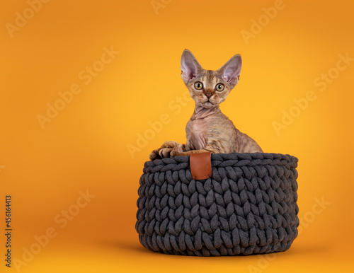 Fotografie Warm brown tabby Devon Rex cat kitten, sitting in gray knitted basket