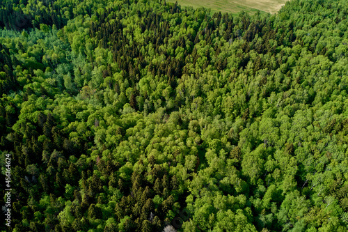 Landscape with a view of a mixed forest from a great height  flying over the forest expanses