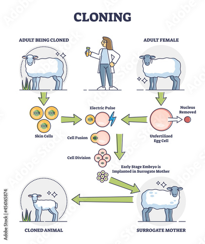 Cloning process explanation with adult sheep creation stages outline diagram. Labeled educational artificial creature development from biological skin cell vector illustration. Surrogate animal scheme