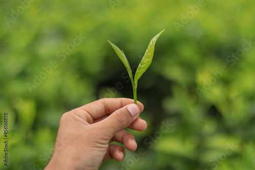 hand holding green fresh tea shoots on white isolated blur background