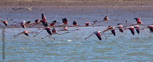 Flock of Greater Flamingoes (Phoenicopterus roseus) taking off, Morocco.