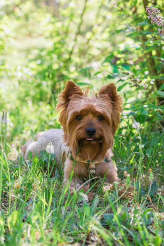 Portrait of cute Yorkshire Terrier Dog in summer foliage with flowers. Summer vibes.