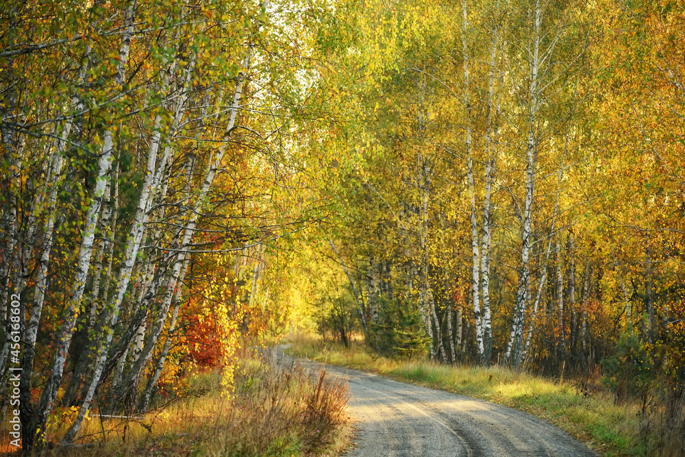 Autumn dirt road in a birch forest on a sunny warm day. Selective artistic focus.