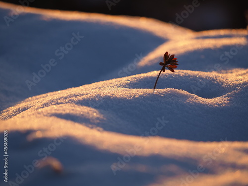 朝日に照らされた雪と植物