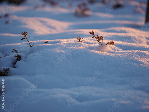 朝日に照らされた雪と植物
