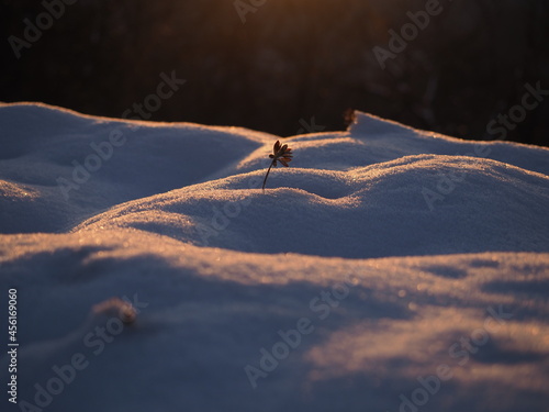 朝日に照らされた雪と植物