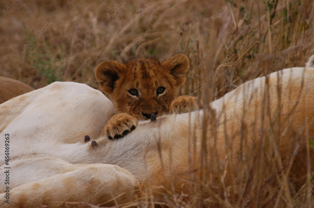 Baby lion living in Masai Mara, Kenya Baby lion living in Masai Mara, Kenya