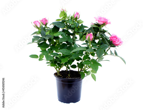 Pink small roses in flowerpot isolated on white background. Miniature Beautiful pink flowers.