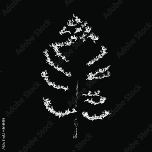 Pinus strobus or eastern white pine tree vector drawing illustration. vector isolated element on the black background