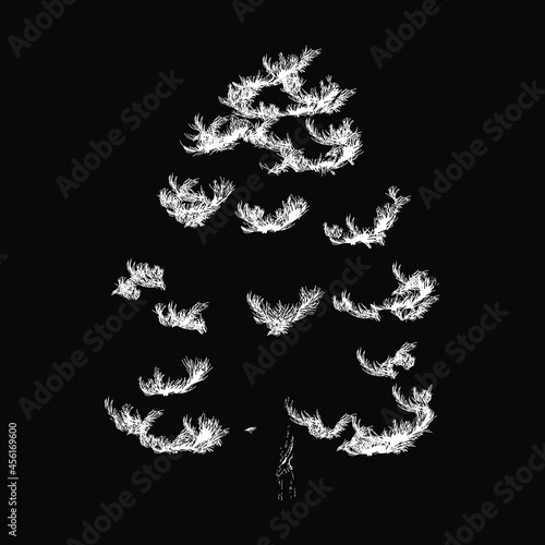 Pinus strobus or eastern white pine tree vector drawing illustration. vector isolated element on the black background