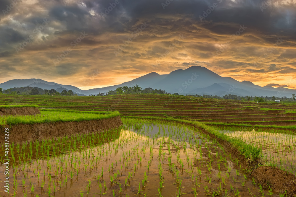 reflection of the beauty of the natural panorama of green rice terraces in the village with mountains and sunrise in the morning in Indonesia