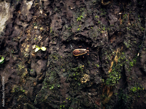 bug on a tree