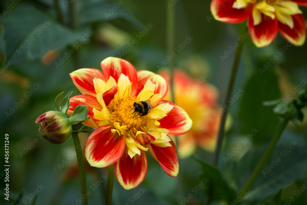Closeup of bee on colorful dalhia flowers in a public garden Closeup of bee on colorful dalhia flowers in a public garden