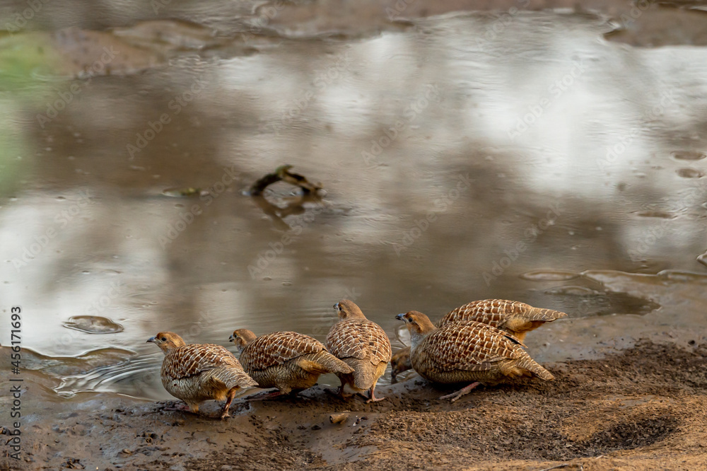 grey francolin or grey partridge or Francolinus pondicerianus family or flock of birds together on a waterhole to drink water or quenching thirst during safari at Ranthambore national park india grey francolin or grey partridge or Francolinus pondicerianus family or flock of birds together on a waterhole to drink water or quenching thirst during safari at Ranthambore national park india