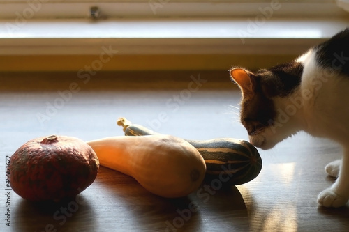 Curious tabby cat looking at three different gourds at home. Selective focus.