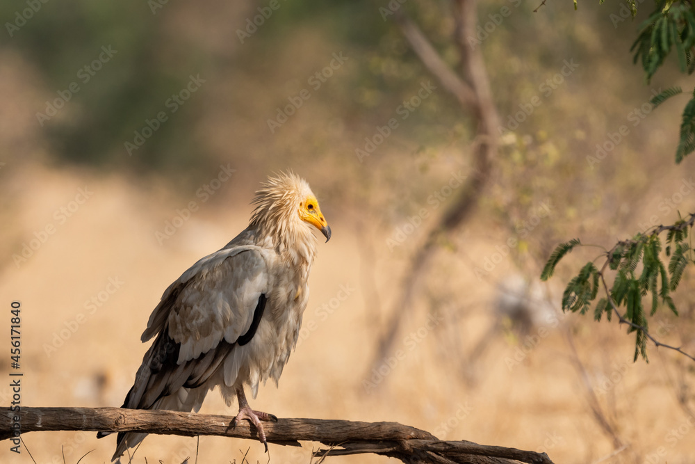Fototapeta premium Egyptian vulture or Neophron percnopterus bird portrait at jorbeer conservation reserve bikaner rajasthan India