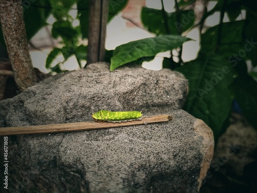 Caterpillar