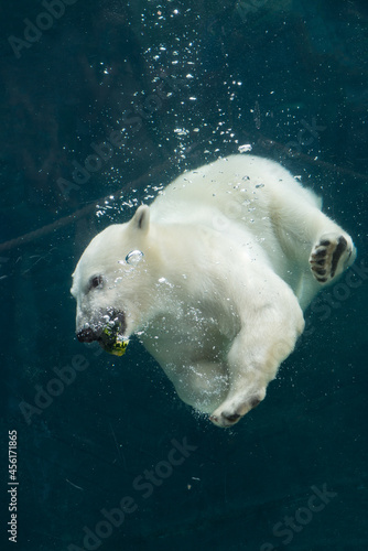 Portrait of young polar bear swimming behind a window at the zoologic park