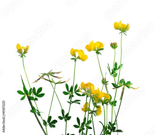 beautiful yellow isolated wildflowers on a white background. flowering plant with green leaves. delicate female print, cottage, garden, flower bed. floral design, wild grass. botany, camping, picnic © Nursee