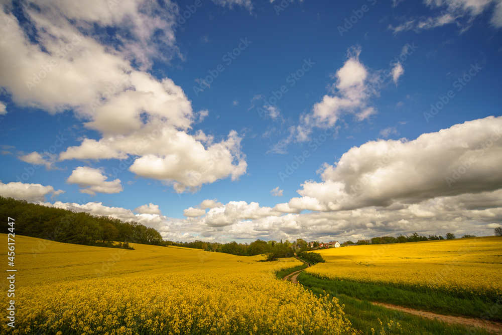 Fototapeta premium Yellow blooming rapeseed field. Canola is an agricultural plant for the production of oil and fuel. Summer landscape