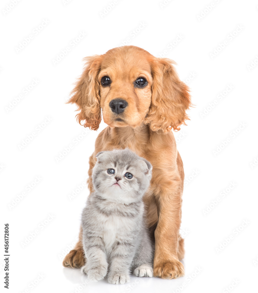 Froendly English cocker spaniel puppy dog sits with tiny kitten. Isolated on white background