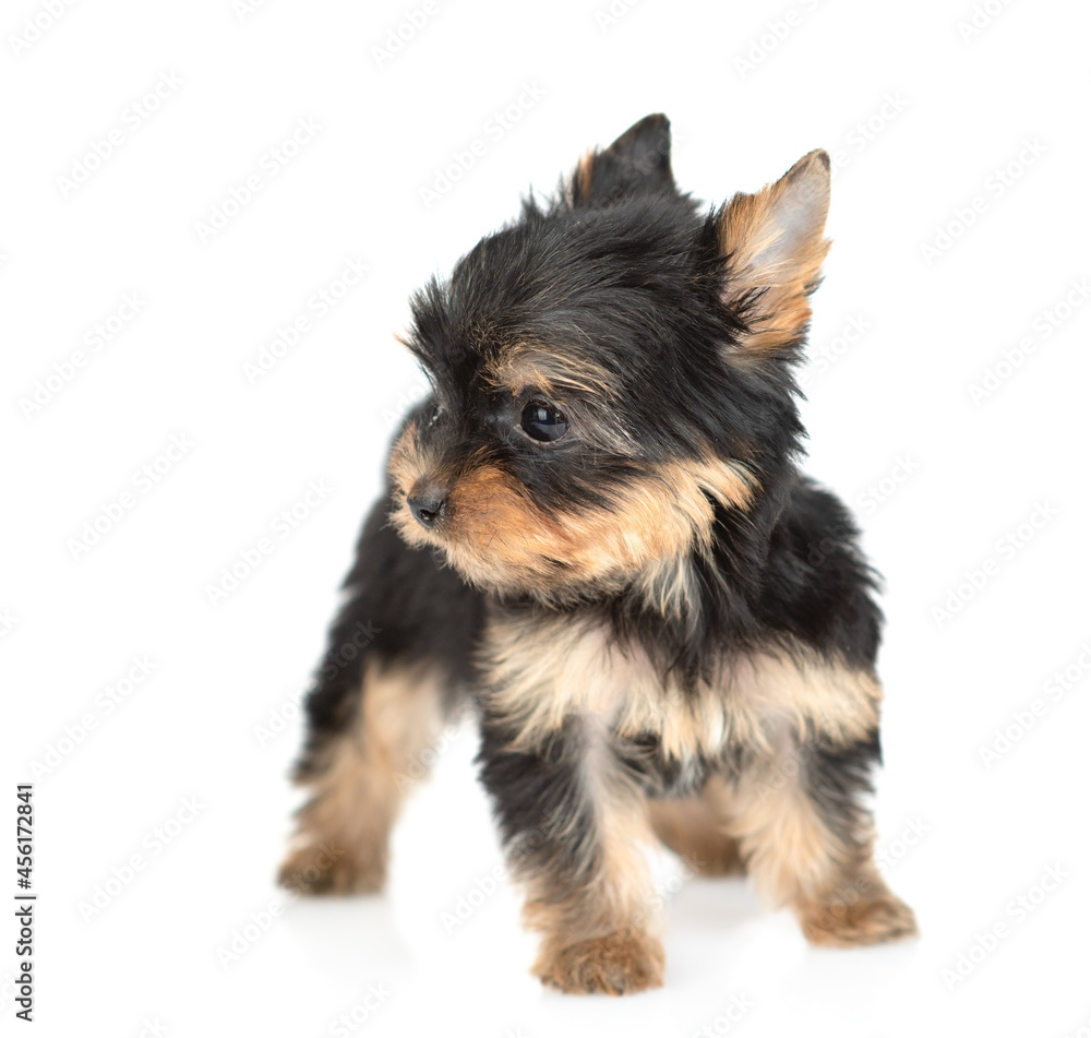 Cute Yorkshire Terrier puppy stands and looks away on empty space. Isolated on white background Cute Yorkshire Terrier puppy stands and looks away on empty space. Isolated on white background