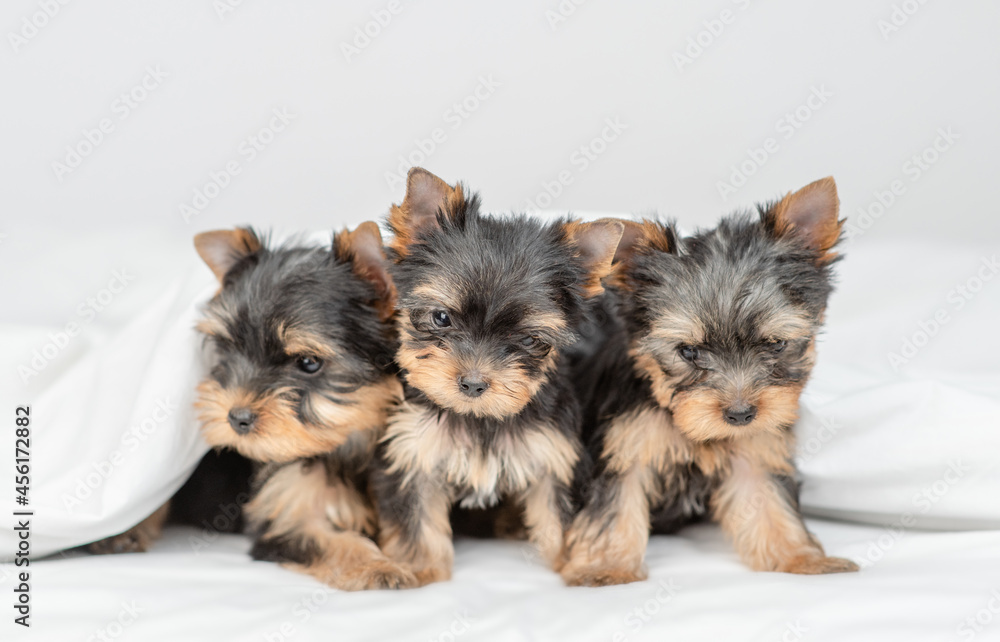 Cute tiny Yorkshire terrier puppies sit under warm blanket on the bed at home Cute tiny Yorkshire terrier puppies sit under warm blanket on the bed at home