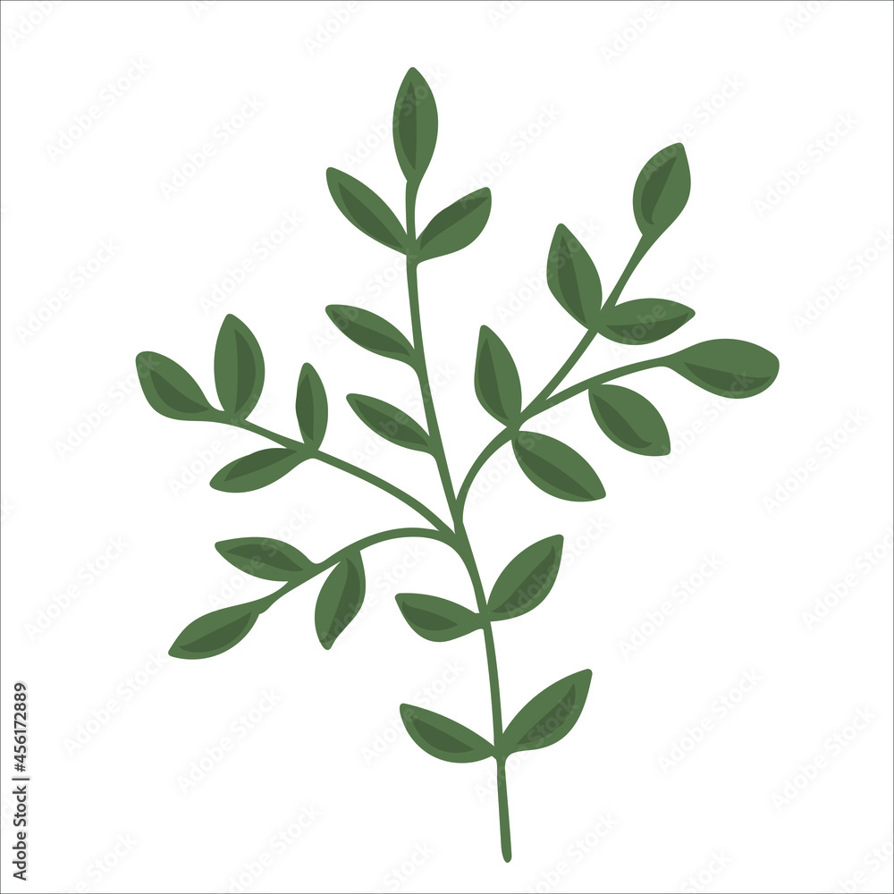 Hand drawn branch with leaves isolated on white background. Decorative floral element for your design. Vector illustration