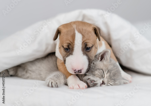 Friendly Miniature Bull Terrier puppy embraces sleepy kitten under warm white blanket on a bed at home. Pets sleep together
