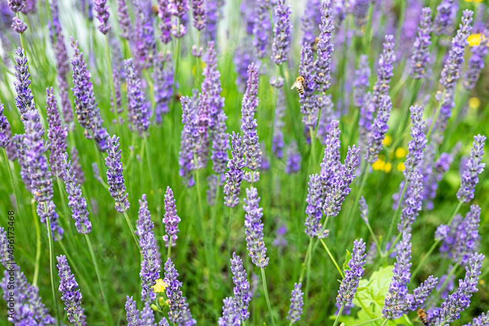 Blooming lavender closeup as a natural summer background