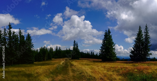 path through many single pine trees on the top of a mountain with wonderful sky panorama