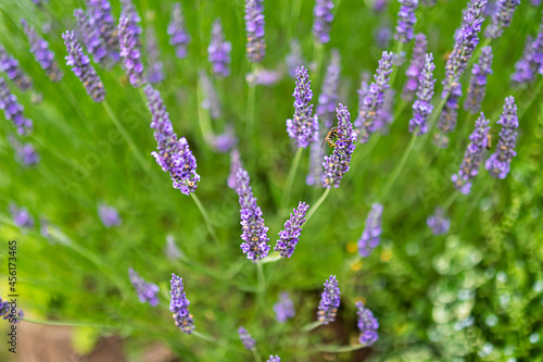 Lavender close up with bee on a flower as beautiful natural summer background