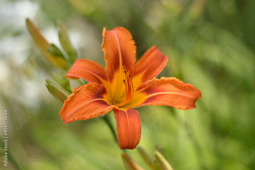 Fototapeta premium orange blooming lily flower close up